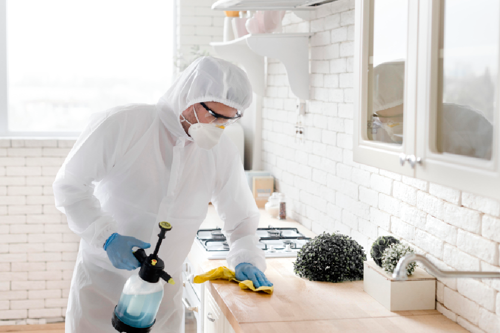 Bed Bug Removal Treatment