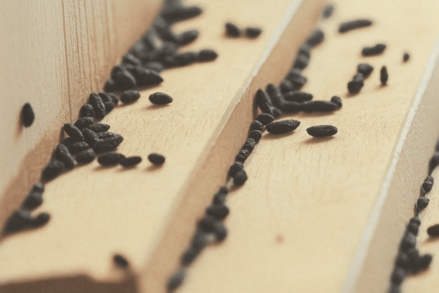 Close-up picture of fresh mouse droppings showing small dark pellet shape.