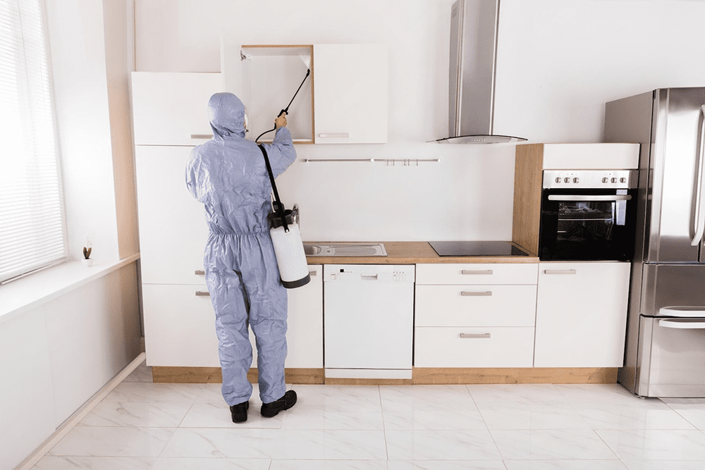 Exterminator spraying pest treatment inside kitchen cabinets